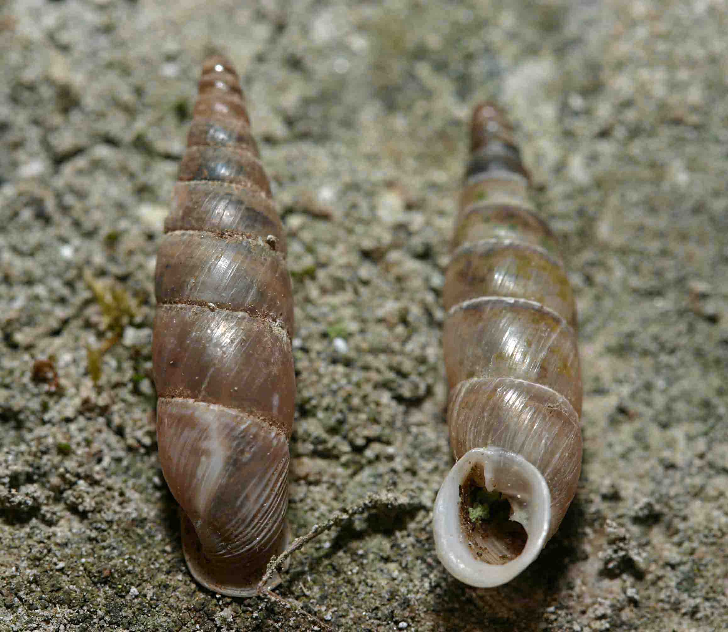 Clausilidae abruzzese